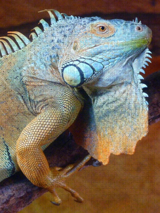 Grüner Leguan - CALVENDO Foto-Puzzle'