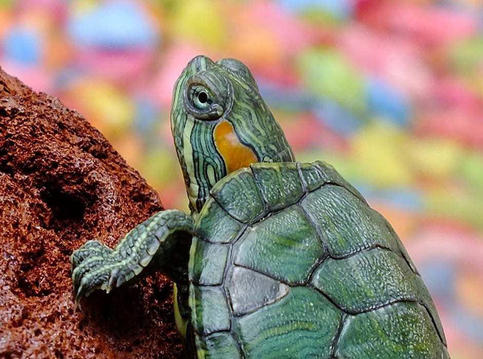 Kleine Schildkröte - CALVENDO Foto-Puzzle'