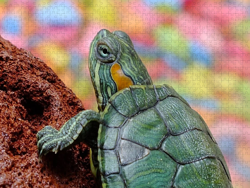 Kleine Schildkröte - CALVENDO Foto-Puzzle'