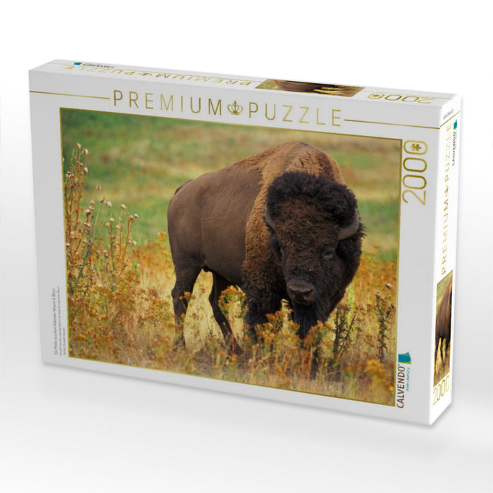 Ein Motiv aus dem Kalender Wisent & Bison - CALVENDO Foto-Puzzle'