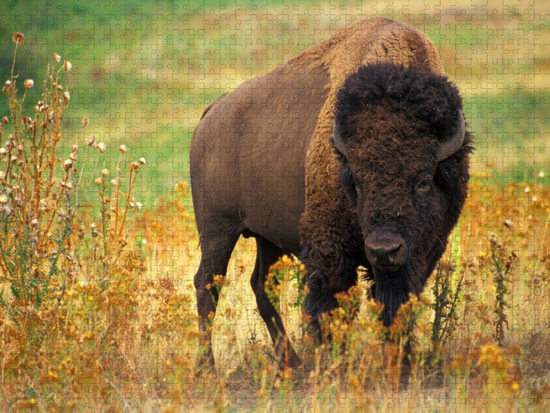Ein Motiv aus dem Kalender Wisent & Bison - CALVENDO Foto-Puzzle'