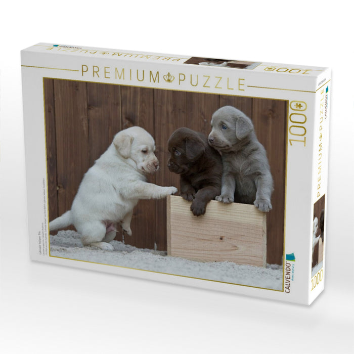 Labrador Welpen Trio - CALVENDO Foto-Puzzle'