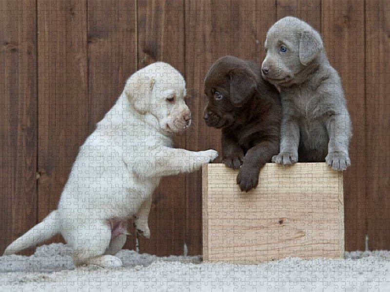 Labrador Welpen Trio - CALVENDO Foto-Puzzle'