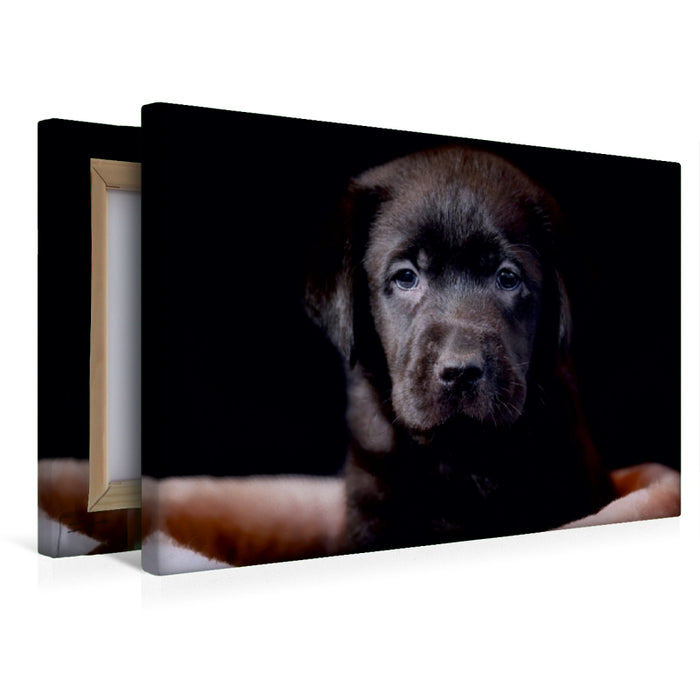 Premium Textil-Leinwand Labrador Welpe