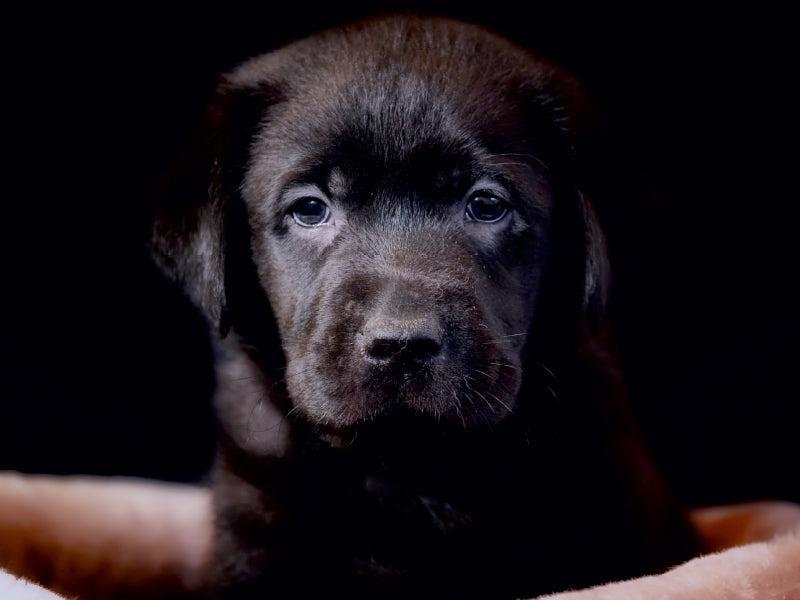 Labrador Welpe 1000 Teile Puzzle quer - CALVENDO Foto-Puzzle'