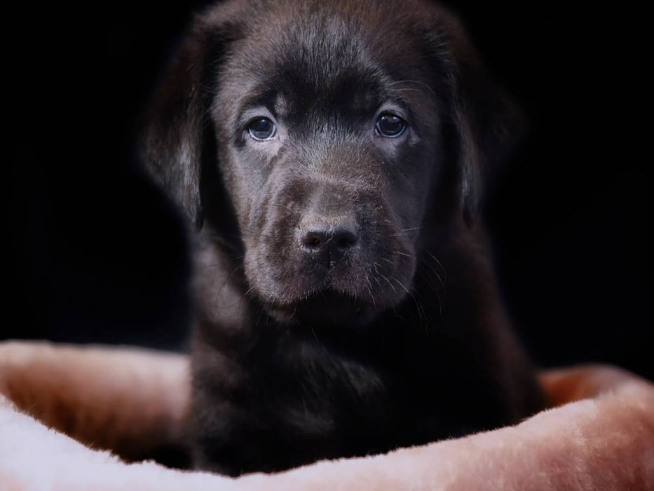 Labrador Welpe - CALVENDO Foto-Puzzle'