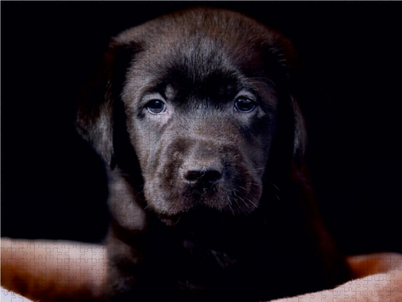 Labrador Welpe 1000 Teile Puzzle quer - CALVENDO Foto-Puzzle'