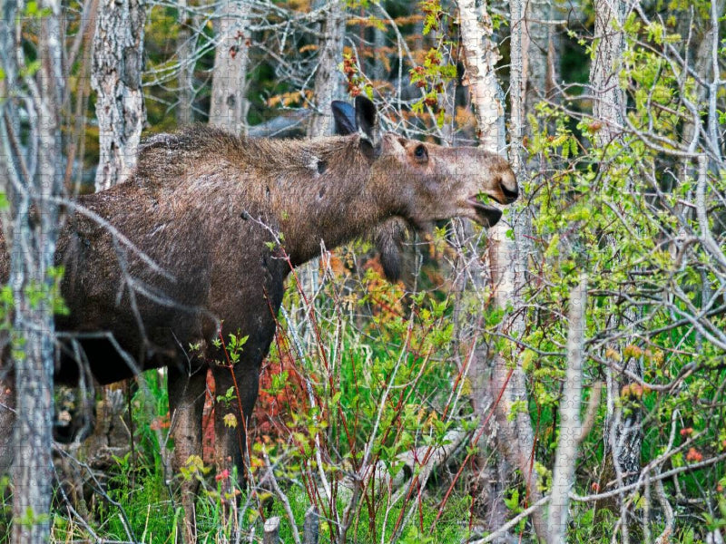 Frische Nahrung - CALVENDO Foto-Puzzle'