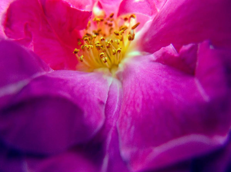 Ein Motiv aus dem Kalender FARBENHARMONIE Botanischer Garten Montreal - CALVENDO Foto-Puzzle'