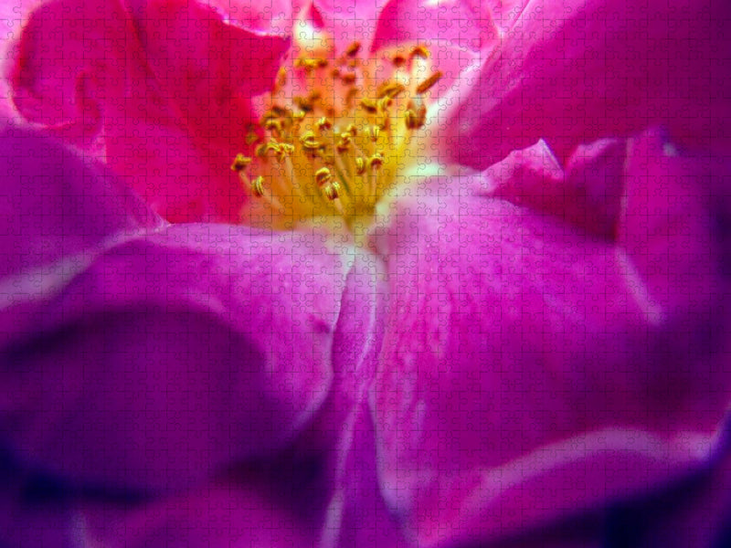 Ein Motiv aus dem Kalender FARBENHARMONIE Botanischer Garten Montreal - CALVENDO Foto-Puzzle'