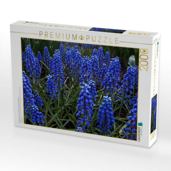 Traubenhyazinthen. Montreal, Botanischer Garten - CALVENDO Foto-Puzzle'