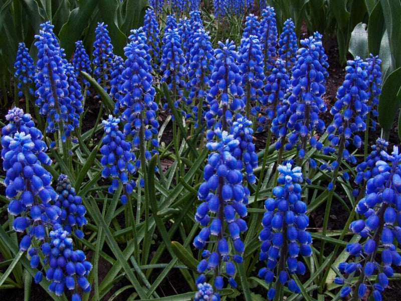 Traubenhyazinthen. Montreal, Botanischer Garten - CALVENDO Foto-Puzzle'