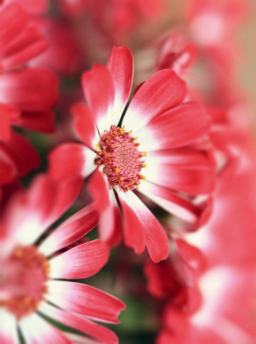 cineraria blüten - CALVENDO Foto-Puzzle'