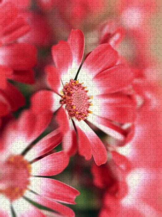 cineraria blüten - CALVENDO Foto-Puzzle'