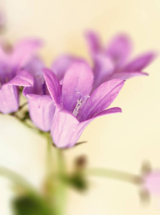 campanula blüten - CALVENDO Foto-Puzzle'