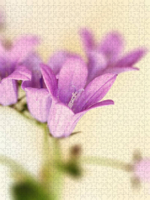 campanula blüten - CALVENDO Foto-Puzzle'
