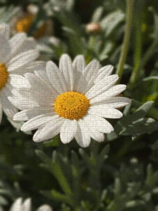 margeriten blüte - CALVENDO Foto-Puzzle'