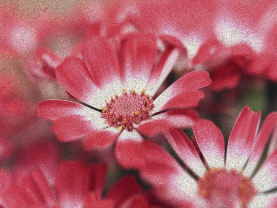 Ein Motiv aus dem Kalender Florale Schönheiten - CALVENDO Foto-Puzzle'
