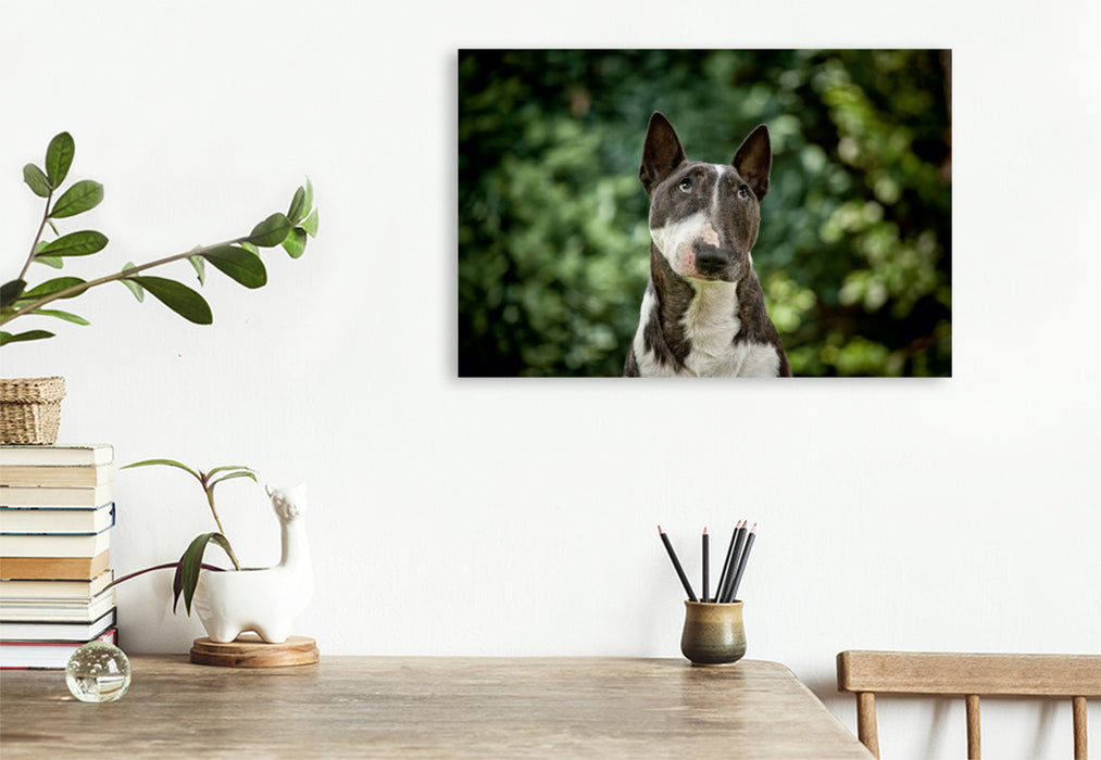 Premium Textil-Leinwand Premium Textil-Leinwand 75 cm x 50 cm quer Ein Motiv aus dem Kalender Bullterrier