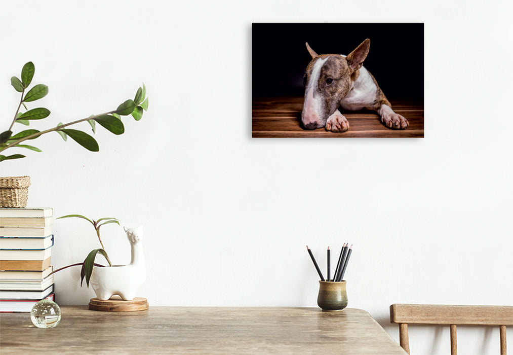 Premium Textil-Leinwand Premium Textil-Leinwand 120 cm x 80 cm quer Ein Motiv aus dem Kalender Bullterrier