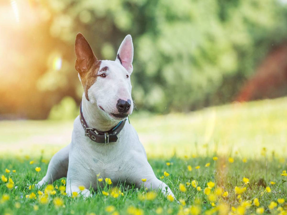 Ein Motiv aus dem Kalender Bullterrier - CALVENDO Foto-Puzzle'