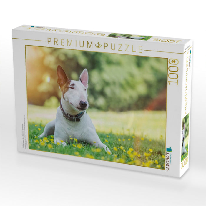 Ein Motiv aus dem Kalender Bullterrier - CALVENDO Foto-Puzzle'