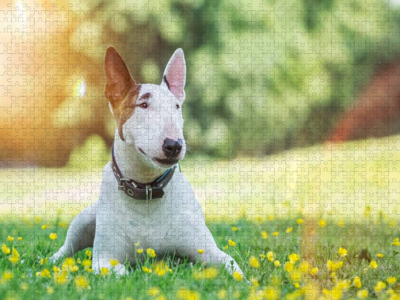 Ein Motiv aus dem Kalender Bullterrier - CALVENDO Foto-Puzzle'