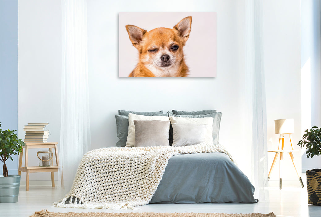 Premium Textil-Leinwand Premium Textil-Leinwand 120 cm x 80 cm quer Ein Motiv aus dem Kalender Chihuahua - Die Welt der Kleinen