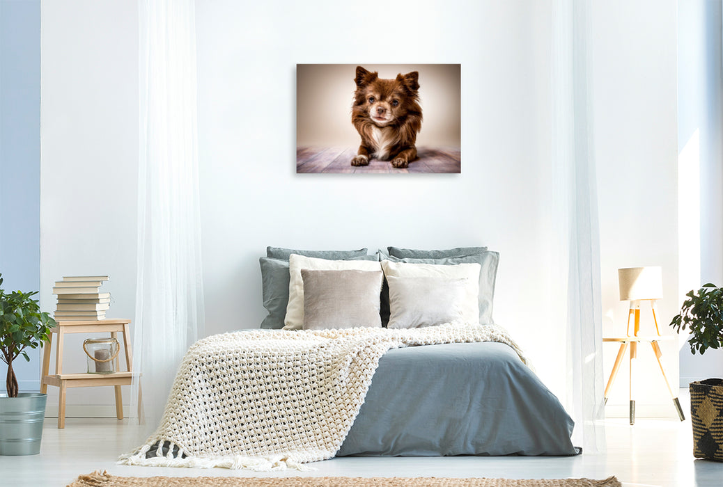 Premium Textil-Leinwand Premium Textil-Leinwand 120 cm x 80 cm quer Ein Motiv aus dem Kalender Chihuahua - Die Welt der Kleinen