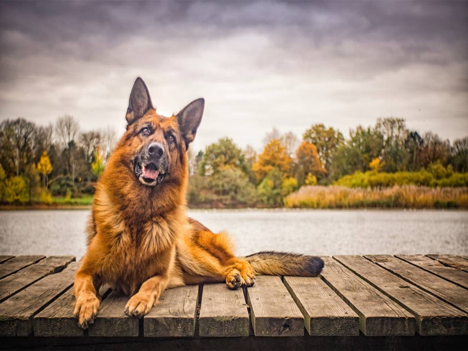Deutscher Schäferhund - CALVENDO Foto-Puzzle'