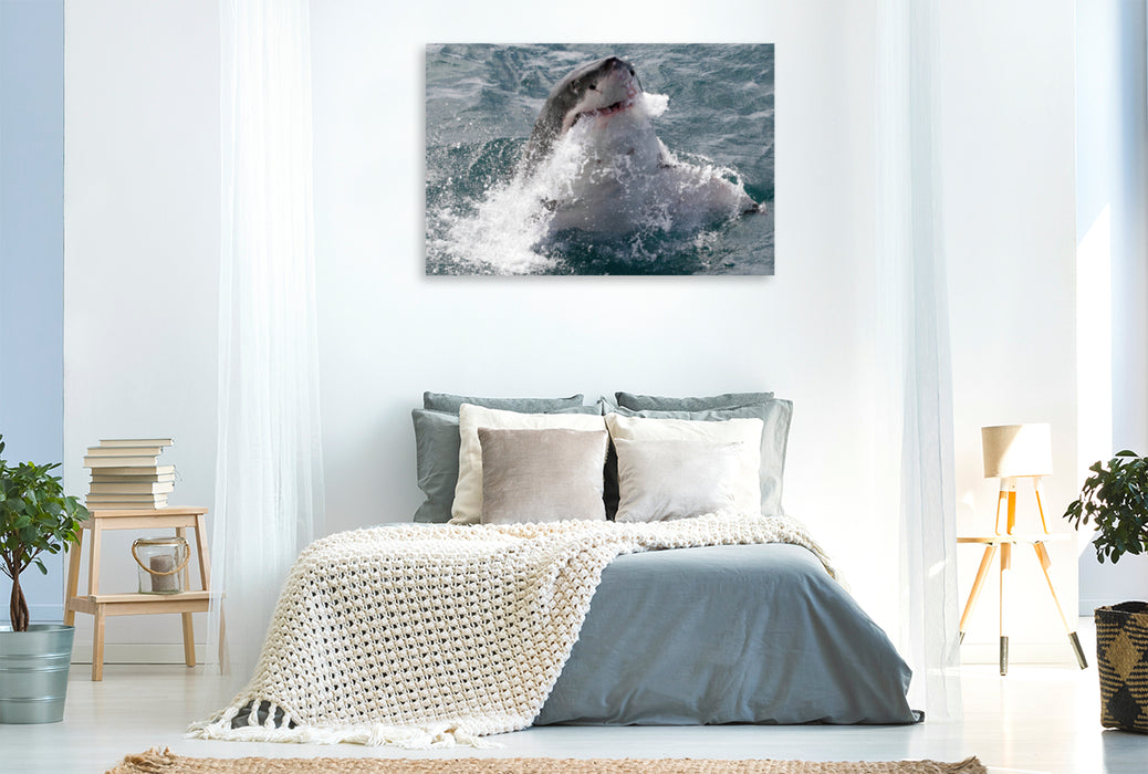 Premium Textil-Leinwand Premium Textil-Leinwand 120 cm x 80 cm quer Weißer Hai, Dyker Island, Südafrika