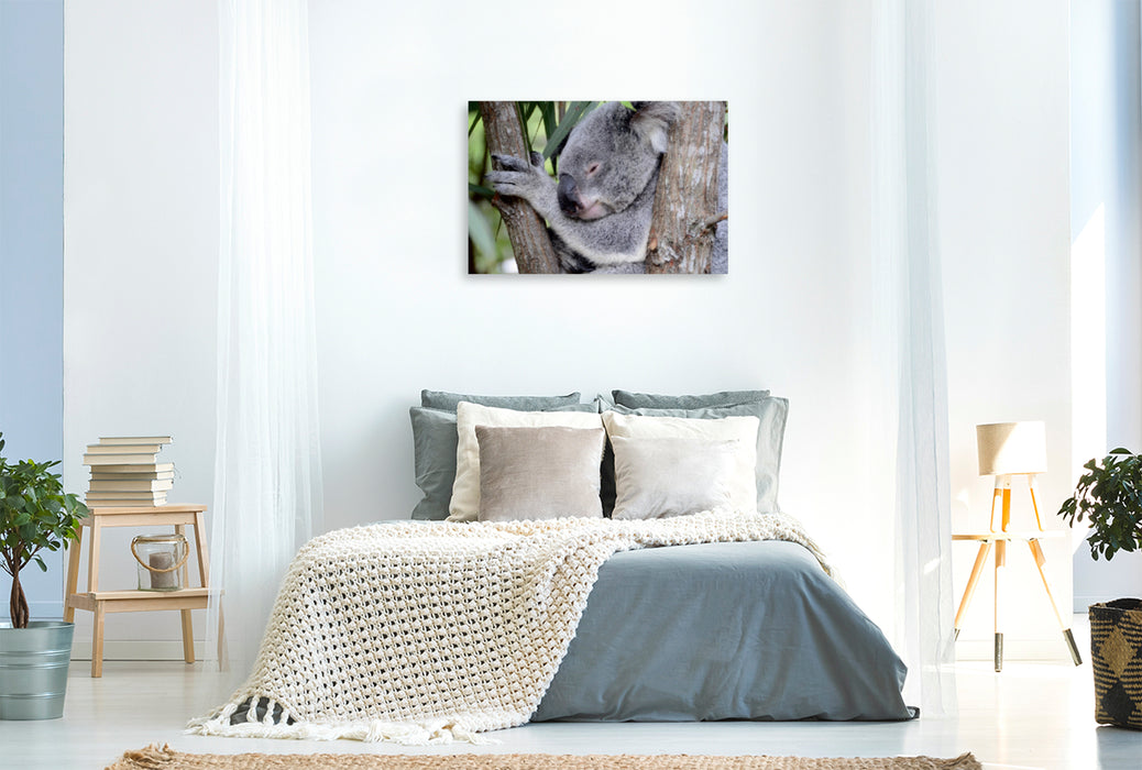 Premium Textil-Leinwand Premium Textil-Leinwand 120 cm x 80 cm quer Koala, New South Wales