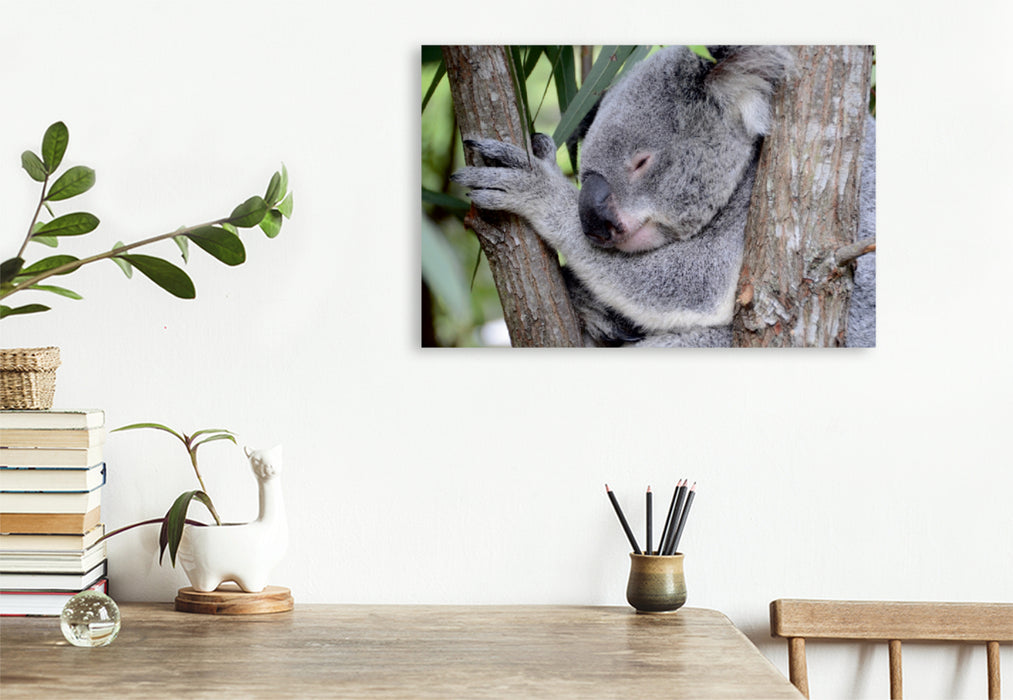 Toile textile haut de gamme Toile textile haut de gamme 120 cm x 80 cm paysage Koala, Nouvelle-Galles du Sud 