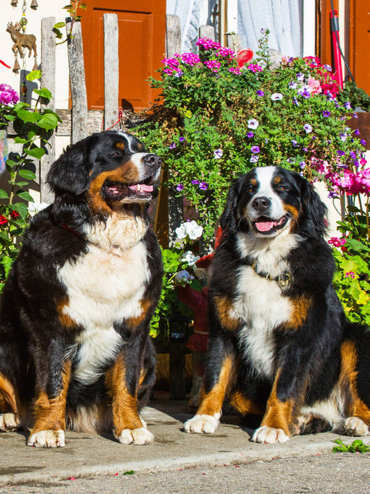 Berner Sennenhunde vor einem Bauernhaus - CALVENDO Foto-Puzzle'