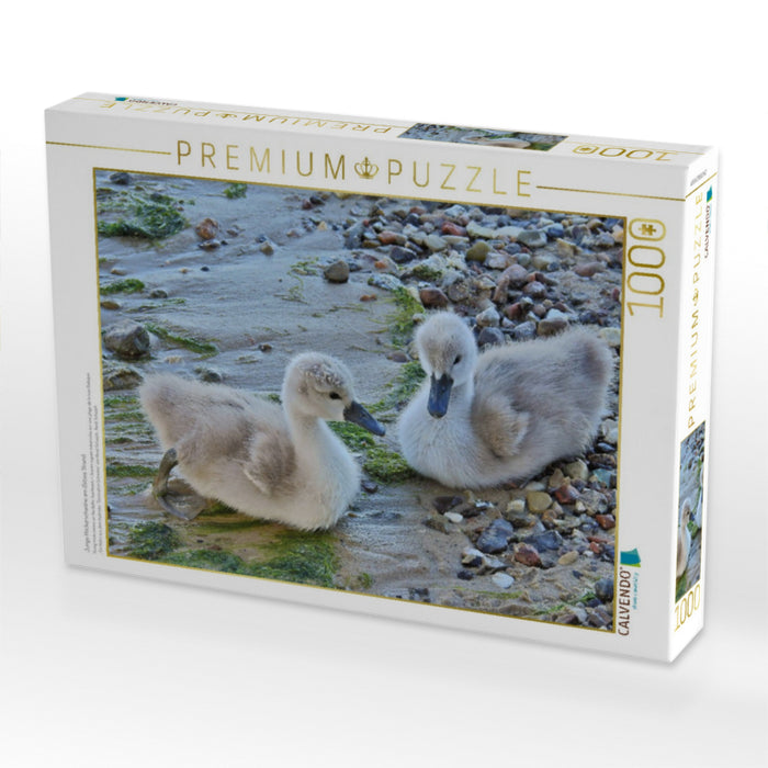 Junge Höckerschwäne am Ostsee Strand. - CALVENDO Foto-Puzzle'