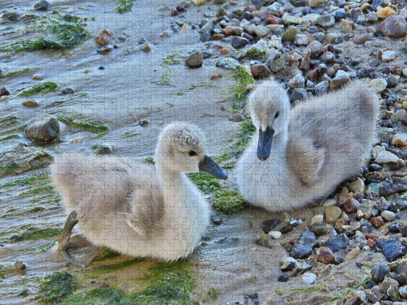 Junge Höckerschwäne am Ostsee Strand. - CALVENDO Foto-Puzzle'