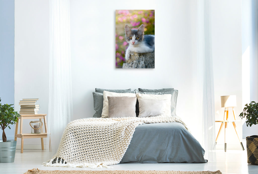 Premium Textil-Leinwand Premium Textil-Leinwand 80 cm x 120 cm  hoch Niedliches grau weißes junges Kätzchen