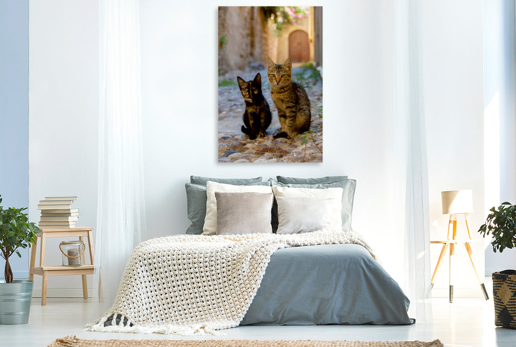 Premium Textil-Leinwand Premium Textil-Leinwand 80 cm x 120 cm  hoch Katzenkinder in einer Altstadtgasse von Rhodos