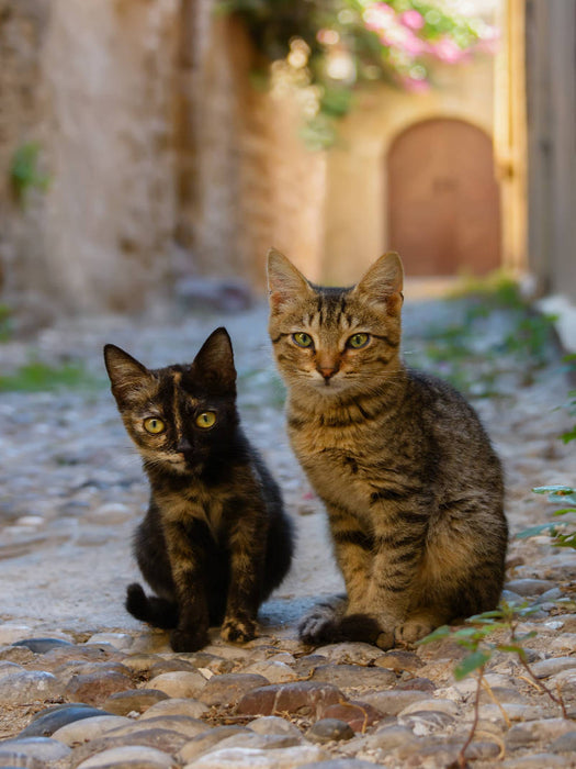 Katzenkinder in einer Altstadtgasse von Rhodos - CALVENDO Foto-Puzzle'