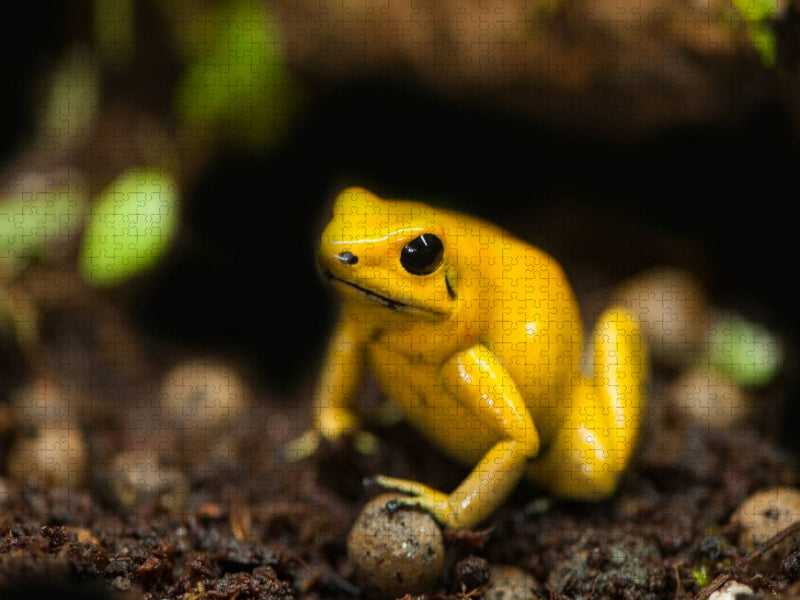 Schreckliche Pfeilgiftfrosch (Phyllobates terribilis) - CALVENDO Foto-Puzzle'