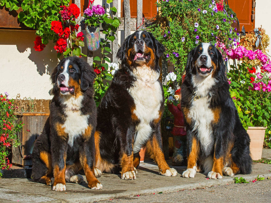 Berner Sennenhunde vor einem Bauernhaus - CALVENDO Foto-Puzzle'