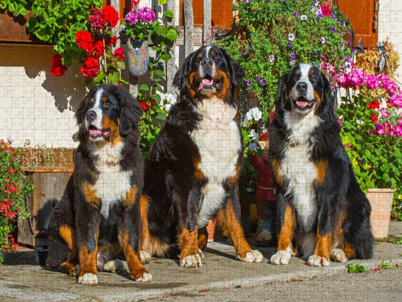 Berner Sennenhunde vor einem Bauernhaus - CALVENDO Foto-Puzzle'