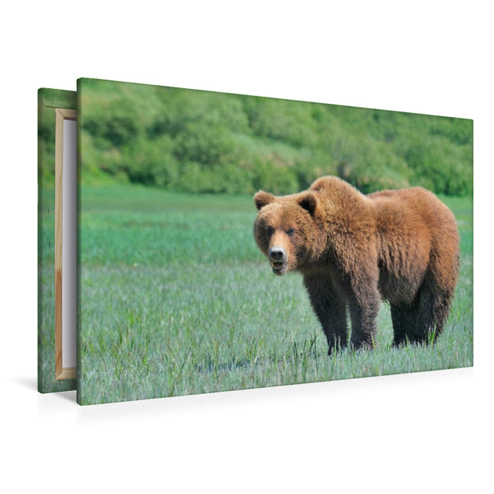 Premium Textil-Leinwand Braunbär in Alaska
