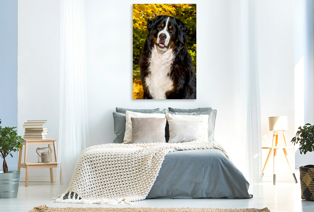 Premium Textil-Leinwand Premium Textil-Leinwand 80 cm x 120 cm  hoch Berner Sennenhund - Herbststimmung