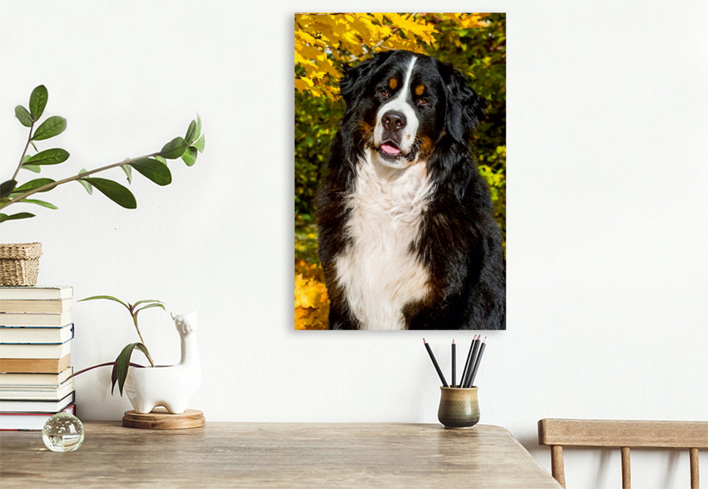 Premium Textil-Leinwand Premium Textil-Leinwand 80 cm x 120 cm  hoch Berner Sennenhund - Herbststimmung