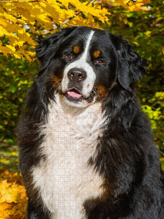 Berner Sennenhund - Herbststimmung - CALVENDO Foto-Puzzle'
