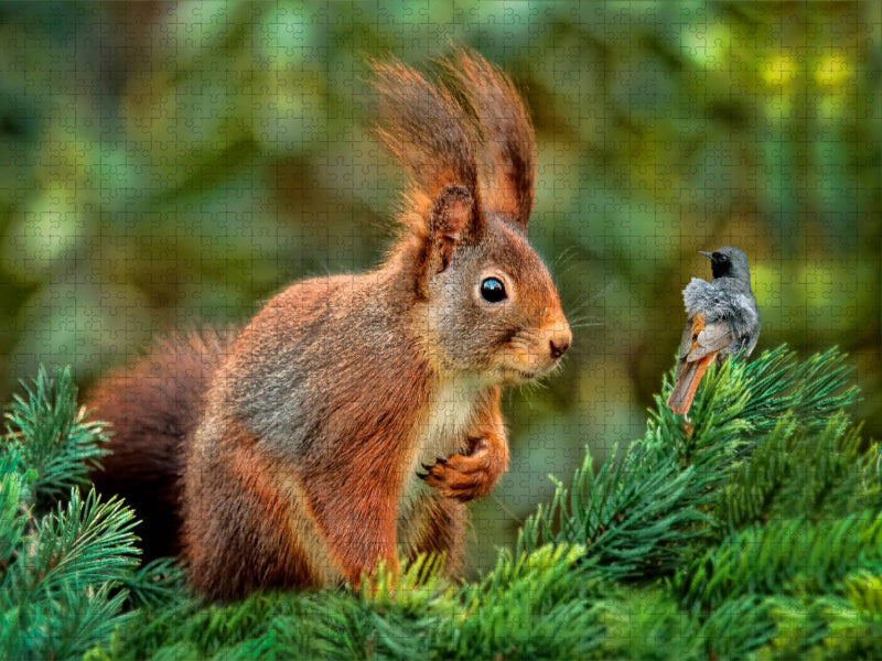 Eichhörnchen - immer wieder süß - CALVENDO Foto-Puzzle'
