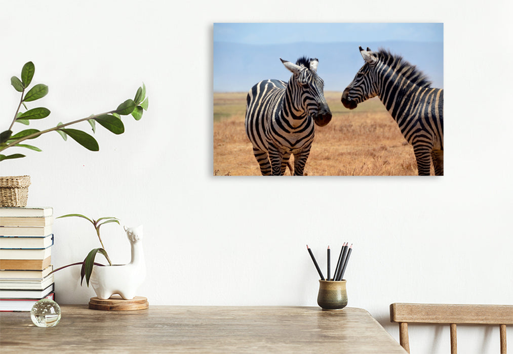 Premium Textil-Leinwand Premium Textil-Leinwand 120 cm x 80 cm quer Zebras im Ngorongoro-Krater