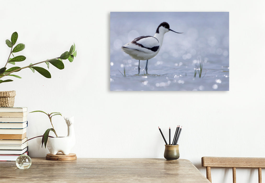 Toile textile premium Toile textile premium 120 cm x 80 cm paysage Avocette (Recurvirostra avosetta) 