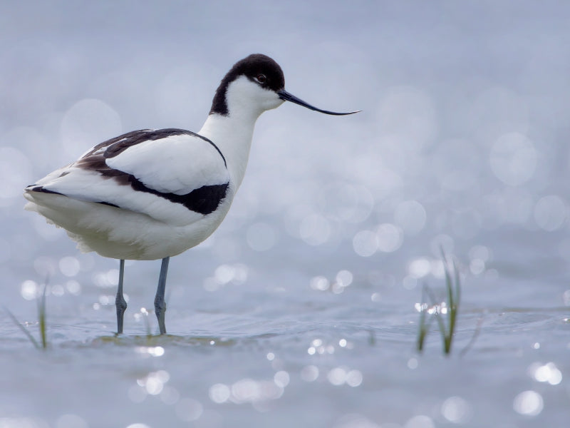 Avocette (Recurvirostra avosetta) - Puzzle photo CALVENDO 